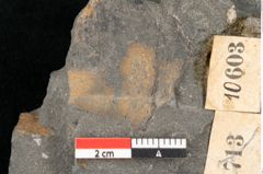 Foto (Detailansicht) von Zamiostrobus lunzensis Ettingshausen (NHMW-GEO-2024-0188-10603)